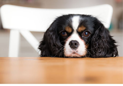 Grumpy Cocker Spaniel Sitting on Chair with Head on Table
