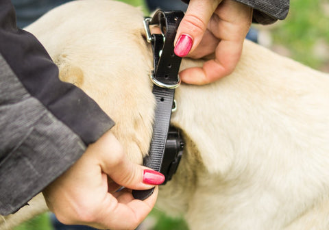 Handler Fitting the E-Collar on the Dog