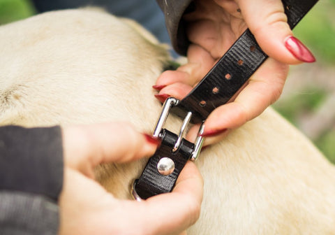 Handler Loosening the Buckle of the E-Collar