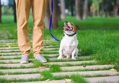 Handler Teaching Jack Russell Terrier Puppy How to Walk on a Leash