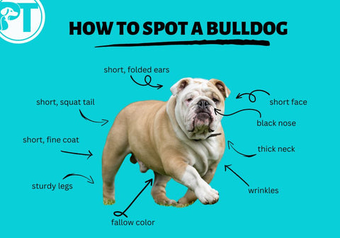 How to Spot a Bulldog