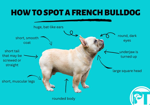 How to Spot a French Bulldog