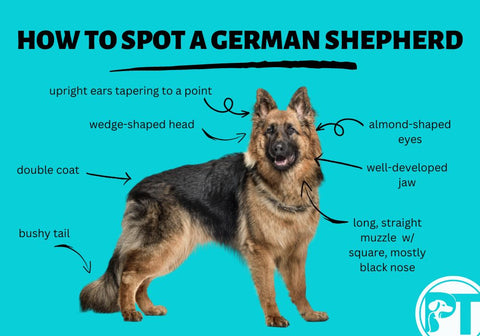 Physical Traits of the German Shepherd Breed