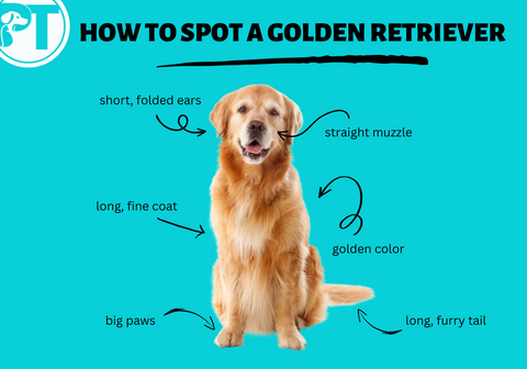 How to Spot a Golden Retriever