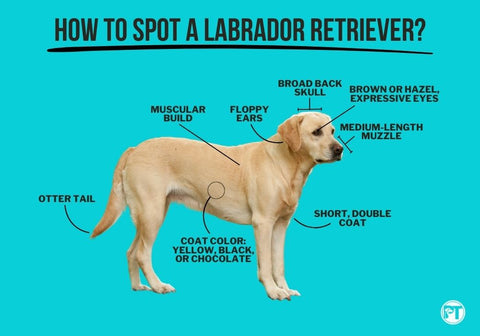 How to Spot a Labrador Retriever Infographic