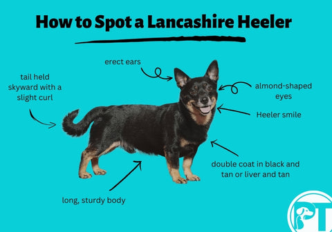 How to Spot a Lancashire Heeler