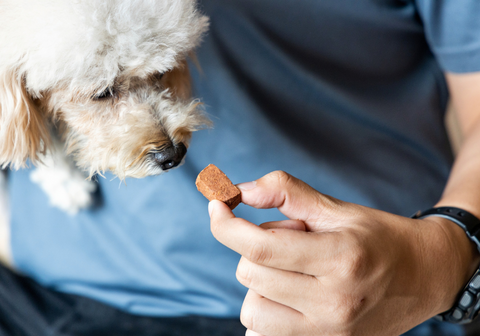 Human Feeding Poodle a Heartworm Chewable