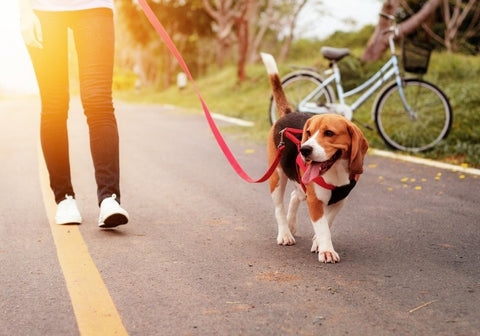 Human Walks a Dog