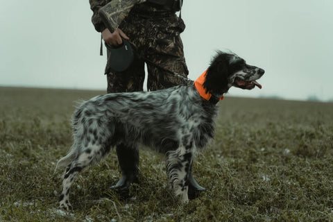 Hunting Dog Wearing Orange Collar
