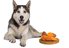 Husky with a Tray of Sweet Potatoes