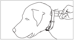 Illustration of How to Fit an E-Collar