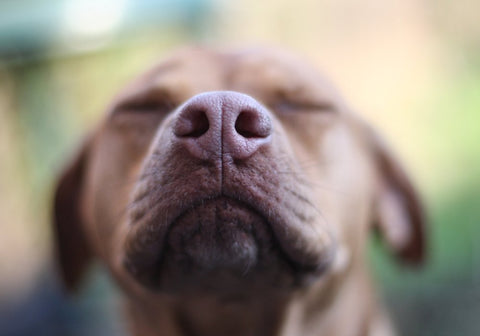In-Focus Dog's Nose with Closed Eyes