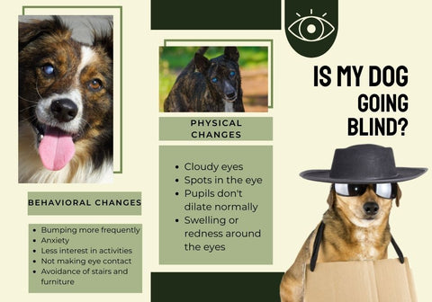 Is My Dog Going Blind Infographic