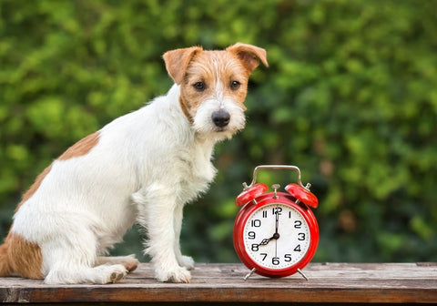 Jack Russell Puppy Sitting Near an Alarm Clock