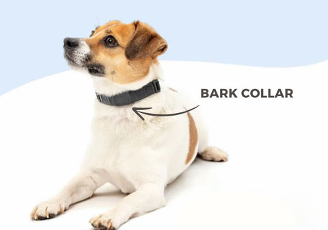 Jack Russell Terrier Wearing a Bark Collar on White and Light Blue Background