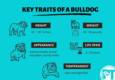 Key Traits of a Bulldog