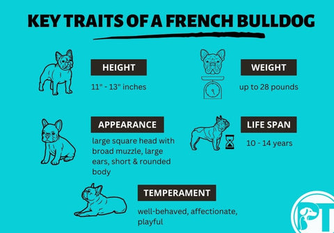 Key Traits of a French Bulldog