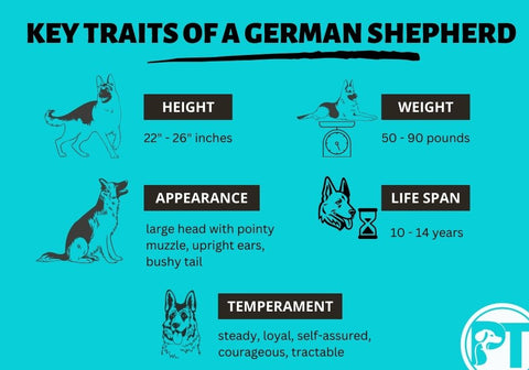 Ket Traits of a German Shepherd