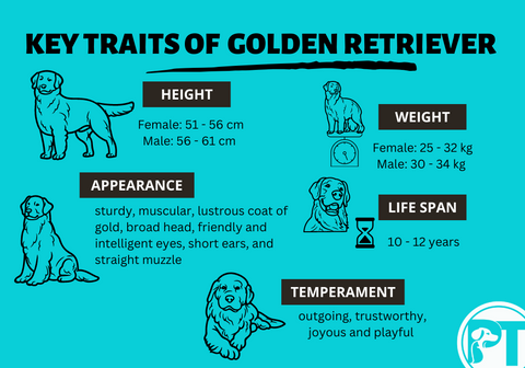 Key Traits of a Golden Retriever