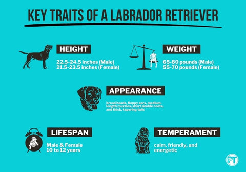 Key Traits of a Labrador Retriever