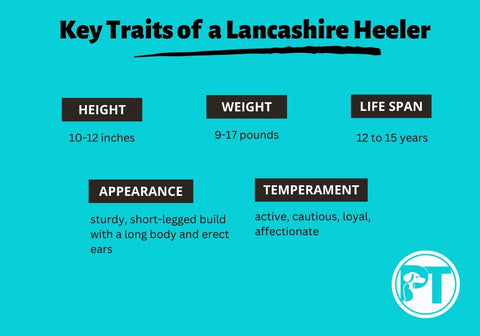 Key Traits of  a Lancashire Heeler