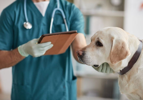 Labrador Being Examined by Vet