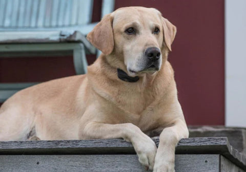 Labrador Dog Wearing a Bark Collar