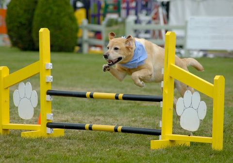 Labrador Dog in Agility Competition