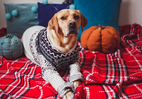 Labrador Dog in Sweater