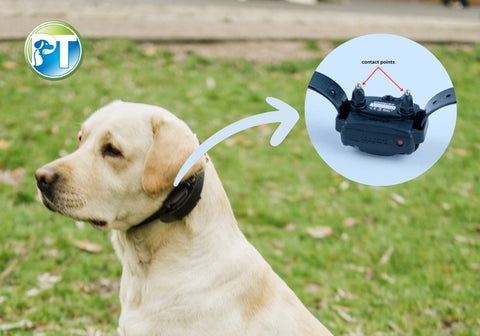 Labrador Dog with E-Collar