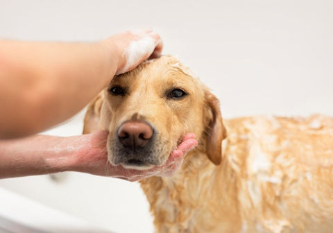 Labrador Getting a Bath