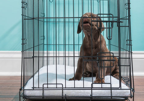 Labrador Puppy Howling In a Wire Dog Crate