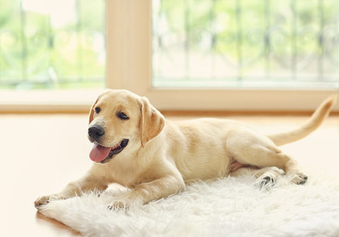 Labrador Puppy Lying on the Mat