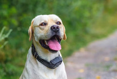 Labrador Retriever Wearing E-Collar