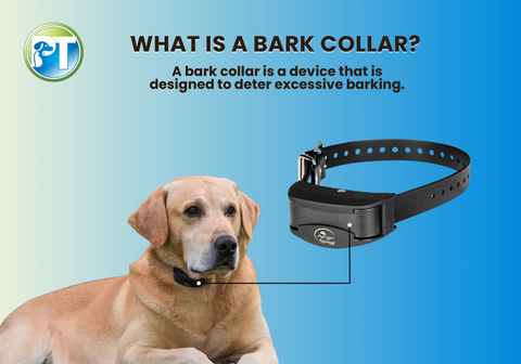 Labrador Wearing a Bark Collar with Text