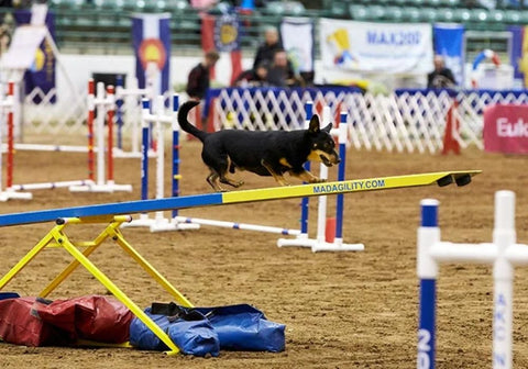 Lancashire Heeler Competing in Canine Agility Contest