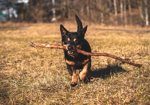 Lancashire Heeler Playing Fetch