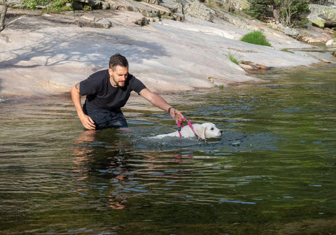 Man Holding Harness While Puppy Learning to Swim