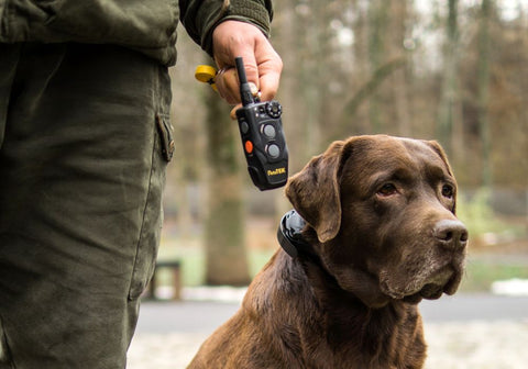 Man Holding a Remote Beside a Chocolate Lab Wearing an E-Collar