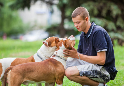 Man Petting Two Pit Bulls