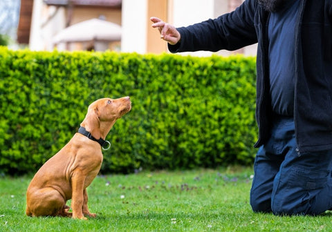 Man Teaching Dog the Sit Command