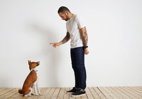Man Teaching Dog to Stay