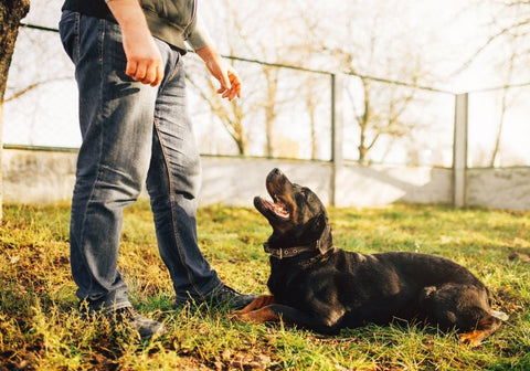 A Man Teaching a Dog to Lay Down