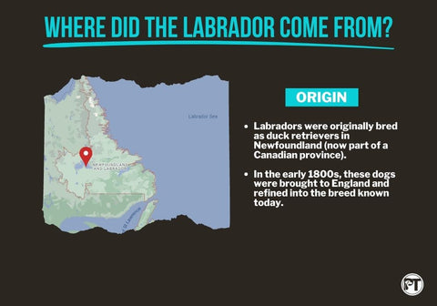 Map Showing Where Labradors Originated