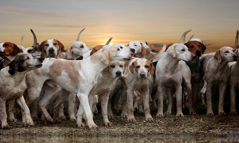 Multiple Hound Dogs in the Field