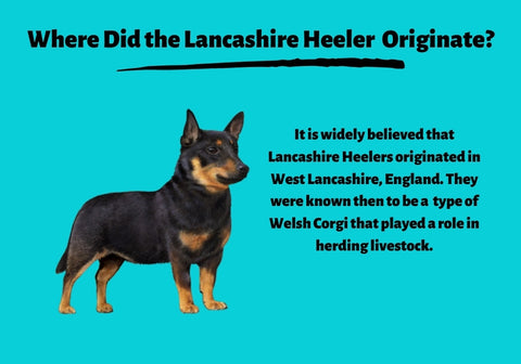 Origin of Lancashire Heeler