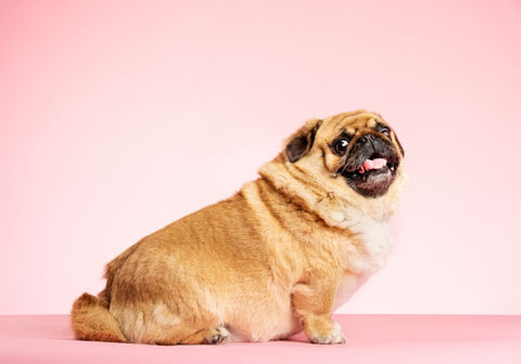 Overweight Pug on Floor