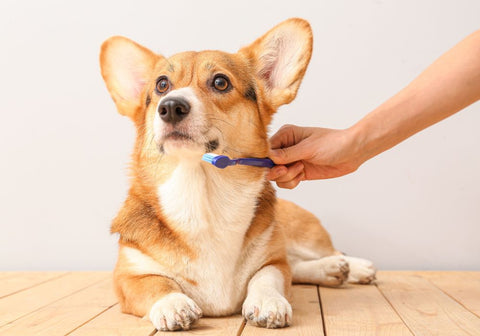 Owner Brushing a Corgi's Teeth