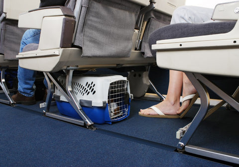Pet Carrier with Dog Stowed Under an  Airplane Seat
