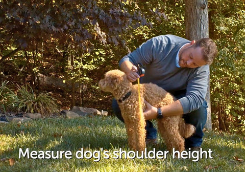 Pet Door Installation Step 1_Measure Dog's Height